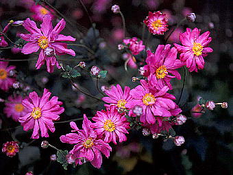 Anemone hupehensis var. japonica VECMN