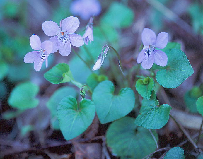 Viola grypoceras ^`c{X~