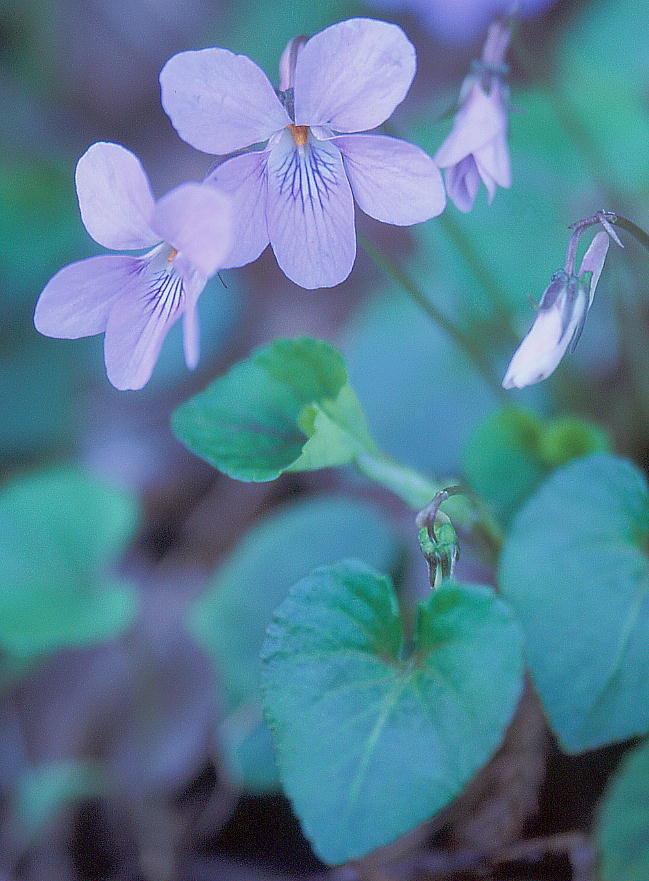 Viola grypoceras ^`c{X~