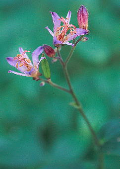 Tricyrtis formosana ^CzggMX