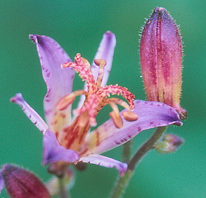 Tricyrtis formosana ^CzggMX