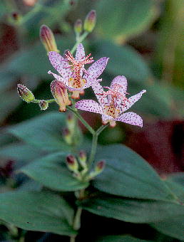 Tricyrtis formosana X T. hirta f. albescens ^CzggMX ~ VzggMX