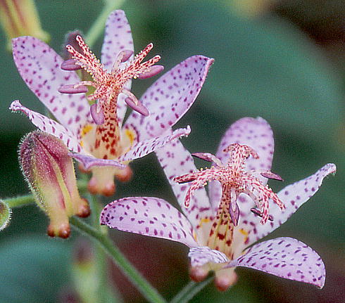 Tricyrtis formosana X T. hirta f. albescens ^CzggMX ~ VzggMX