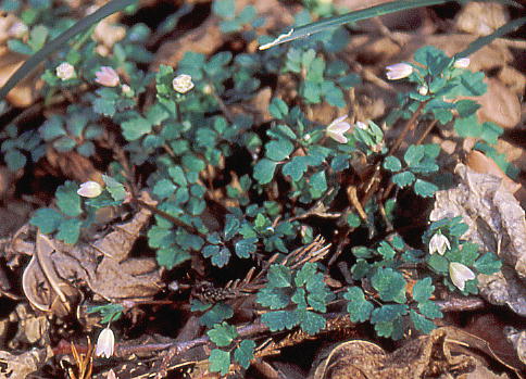 Dichocarpum trachyspermum gESNTomI 