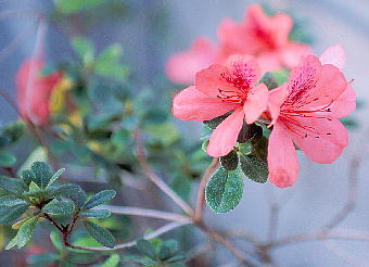 Rhododendron simsii gE}ccW 