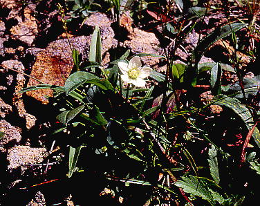 Parnassia palustris var. multiseta Eo`\E