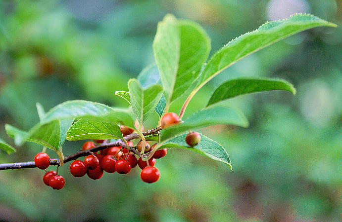 Ilex serrata EhL ʎ