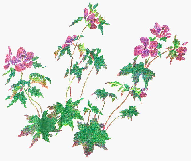 Geranium erianthum `V}tE