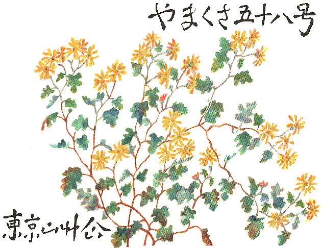 Dendranthema indicum (L.) Des Moulins var. maruyamanum Kitam. Ib^`JMN