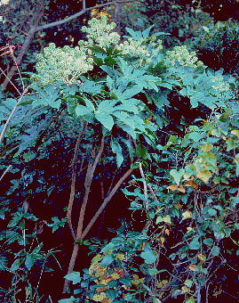 Fatsia japonica cf