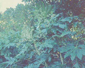 Fatsia japonica cf