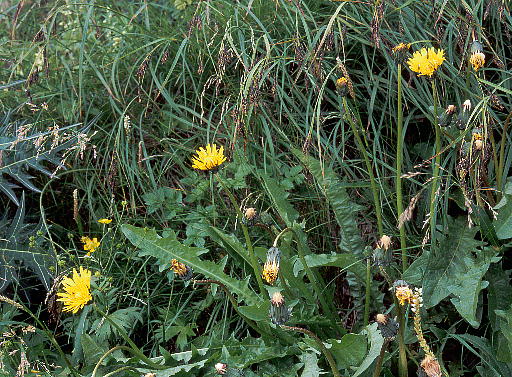 Taraxacum yatsugatakense cK^P^||