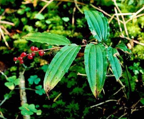 Smilacina japonica LUT