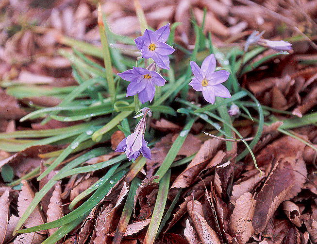 Ipheion uniflorum (Graham) Raf. nij