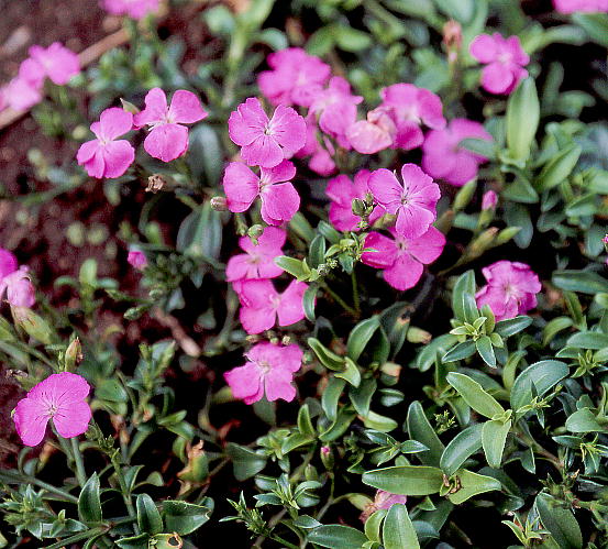 Dianthus kiusianus Makino qn}ifVR