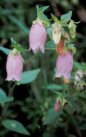 Campanula punctata Lam. z^uN