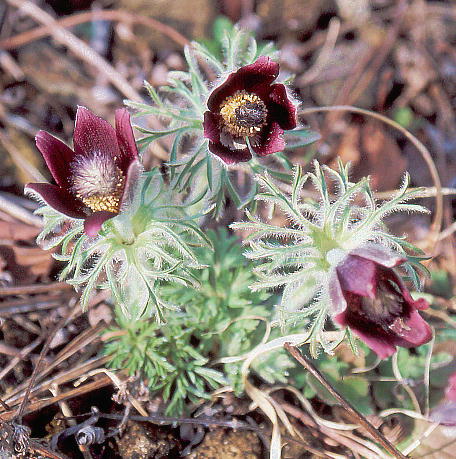 Pulsatilla cernua (Thunb.) Spreng. ILiOT