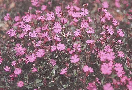Silene elisabethae Jan VlEGTxTG