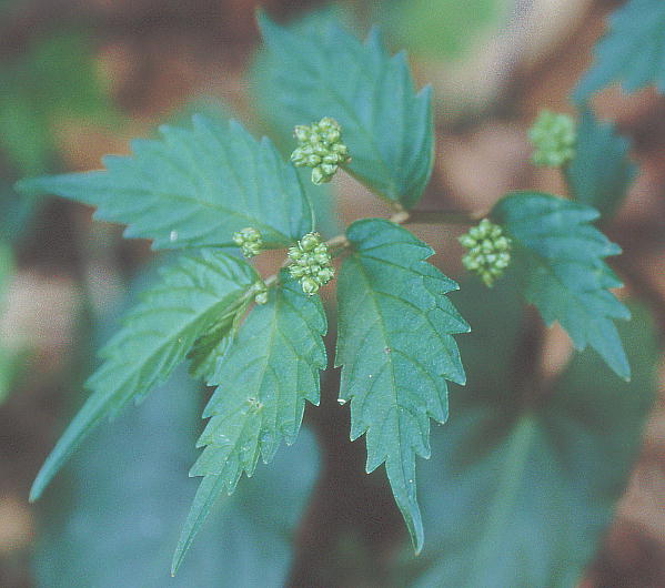 Elatostema umbellatum Blume var. majus Maxim. Eo~\E