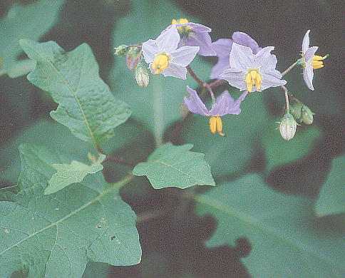 Solanum carolinense L. iXr