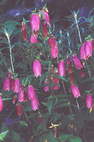 Campanula punctata Lam. var. hondoensis Kitam. }z^uN