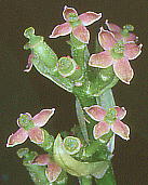 Aucuba japonica AIL