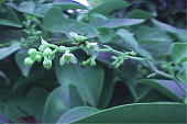 �A�I�c�d���t�W Cocculus orbiculatus