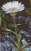 Erigeron thunbergii var. angustifolius A|CAY}MN