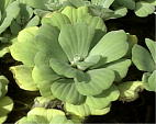 {^ELNT Pistia stratiotes