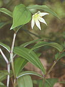 Disporum smilacinum チゴユリ