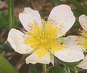 Geum pentapetalum チングルマ