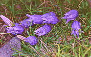 Campanula chamissonis `V}MLE