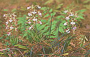 Calanthe discolor