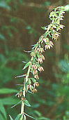 Epipactis papillosa エゾスズラン