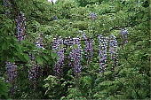 tW Wisteria floribunda