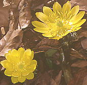 Adonis ramosa フクジュソウ