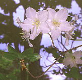 Rhododendron quinquefolium SEccW (VVI)