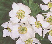 Anemone narcissiflora var. nipponica ハクサンイチゲ