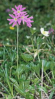 nNTRUN Primula cuneifolia var. hakusanensis