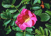 Rosa rugosa n}iX