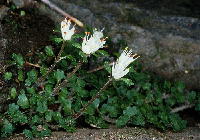 nilRm Chrysosplenium album var. stamineum