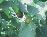 Davidia involucrata,�n���J�`�m�L�@�ʎ�
