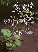 Saxifraga nipponica