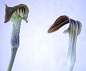 Arisaema undulatifolium qK}VOT