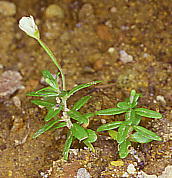 Epilobium fauriei ヒメアカバナ