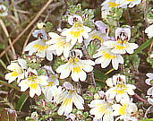 Euphrasia matsumurae ヒメコゴメグサ (コバノコゴメグサ)