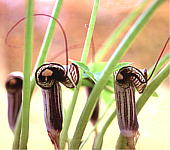 Arisaema kiushianum qEV}\E