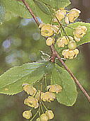 Berberis amurensis var. japonica ヒロハノヘビノボラズ