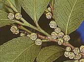 Eurya japonica ヒサカキ