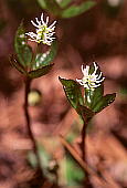 Chloranthus japonicus qgVYJ